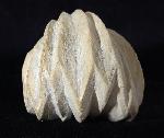 Burmirhynchia decorata (SCHLOTHEIM 1820) - Bild © FossNet FossilienStore